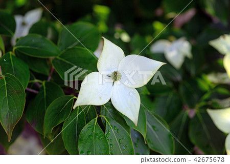 Yamabashi的花-1 42675678