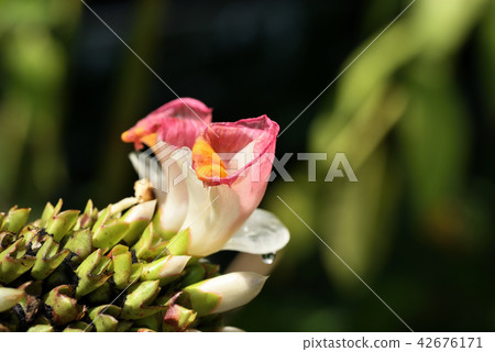 Costus Lucanusianus Costus Lucanusianus 42676171