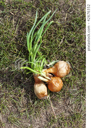 three old sprouted bulbs three old sprouted bulbs 42676352
