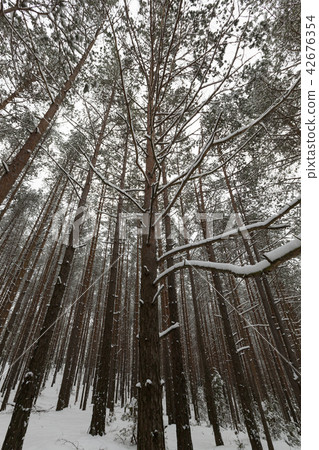 pine forest pine forest 42676354