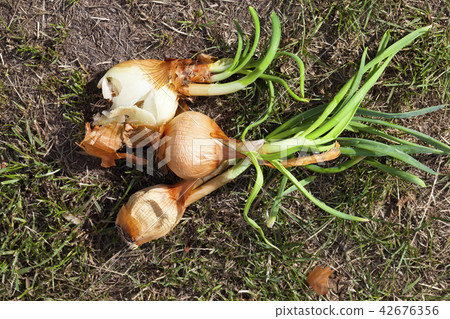 three old sprouted bulbs 42676356