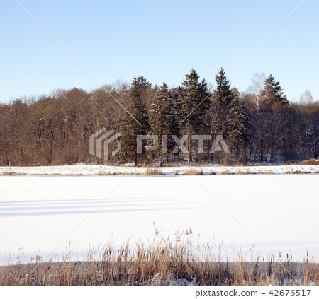 Winter forest, close-up Winter forest, close-up 42676517