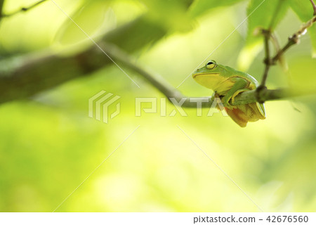 在一個分支的日本黑莓蟾蜍在綠色背面 42676560