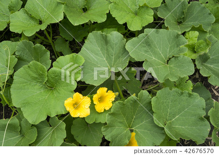 Pumpkin leaves and flowers 42676570