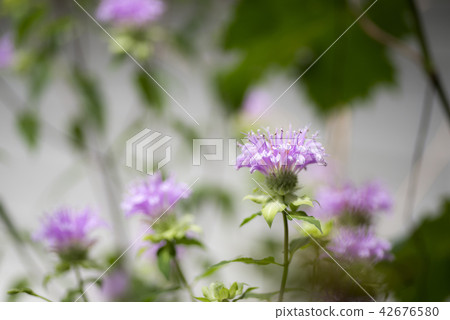 Purple timer flower flowers Purple timer flower flowers 42676580