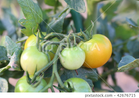 橙色中等番茄 橙色中等番茄 42676715