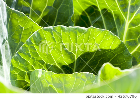 green leaves of fresh cabbage 42676790
