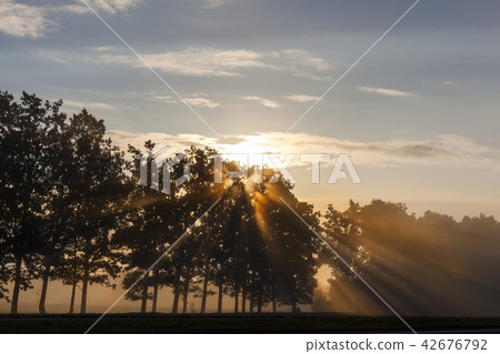 row of trees 42676792