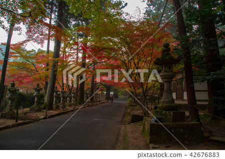 Autumn leaves of Mihara Bodo Temples Temple Autumn leaves of Mihara Bodo Temples Temple 42676883