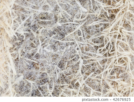 roots of wheat roots of wheat 42676925
