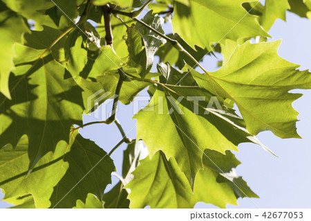 maple foliage maple foliage 42677053