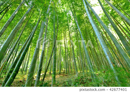 Bamboo grove Bamboo grove 42677401