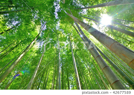 竹林 竹林 42677589