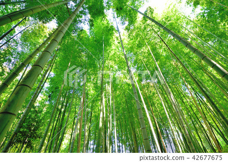 竹林 竹林 42677675