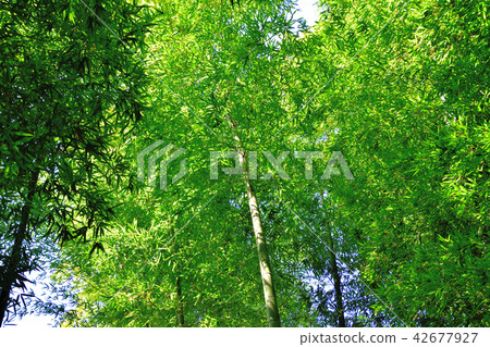 Bamboo grove Bamboo grove 42677927