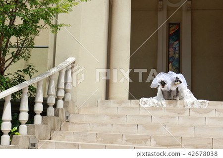 Schnauzer 42678038