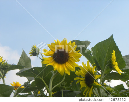 Yellow flowers of sunflower with various flowers 42678232