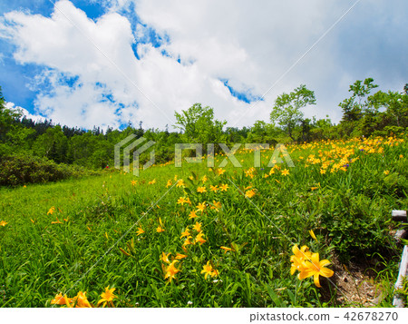 Walking around Tsugaike in the summer Walking around Tsugaike in the summer 42678270