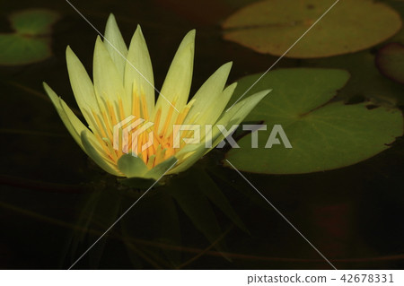 Natural plant hen jigsa, water lilies of native species. During the summer, small but beautiful flowers continue to bloom Natural plant hen jigsa, water lilies of native species. During the summer, small but beautiful flowers continue to bloom 42678331