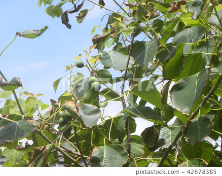 Nanchinhaze的未成熟果實,從現在開始將產生黑色成熟的白色種子 Nanchinhaze的未成熟果實,從現在開始將產生黑色成熟的白色種子 42678385