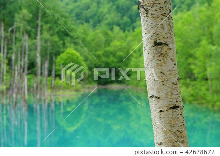 Birch and blue pond (Biei Town, Hokkaido) 42678672