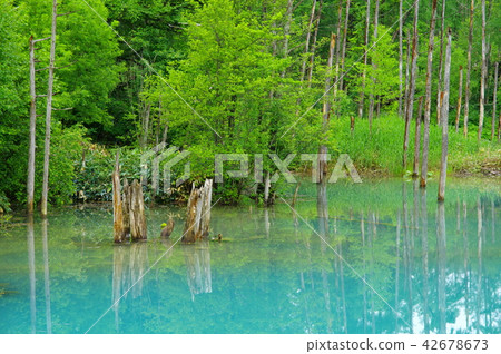 藍塘（北海道美瑛町） 42678673