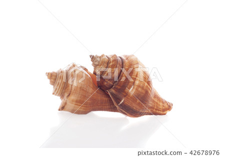 Sea shell on white background 42678976