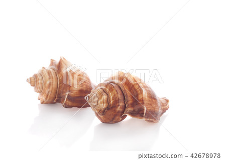 Sea shell on white background Sea shell on white background 42678978