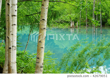 Birch and blue pond (Biei Town, Hokkaido) 42679051