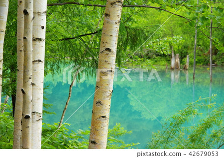 Birch and blue pond (Biei Town, Hokkaido) 42679053