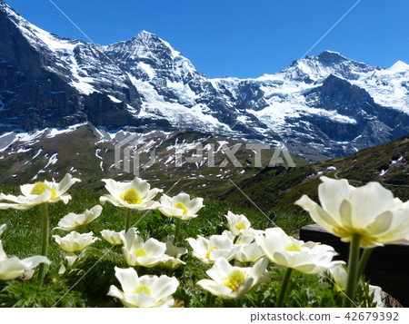 View from hiking trail from Mörnchen to Kleine Scheideg View from hiking trail from Mörnchen to Kleine Scheideg 42679392