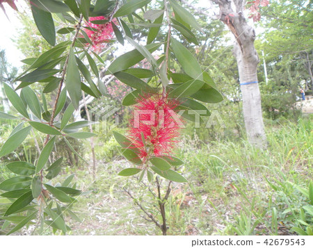 紅色花刷蟑螂來自澳大利亞 42679543