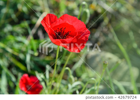 Flower Red poppy blossom on wild field 42679724