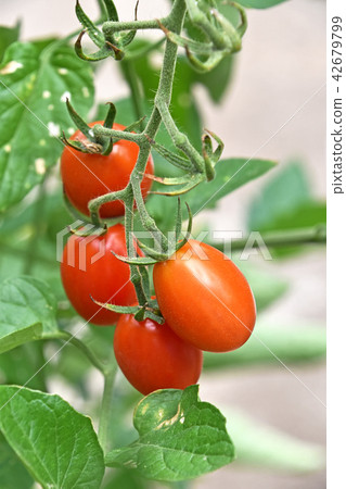 Mini tomato at home garden 42679799