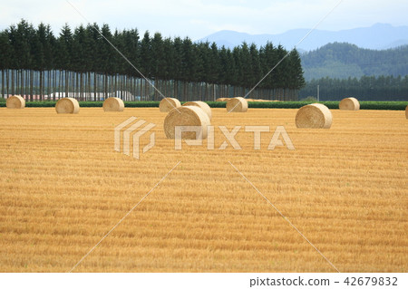 Hokkaido Tokachi Grass Roll 22 42679832