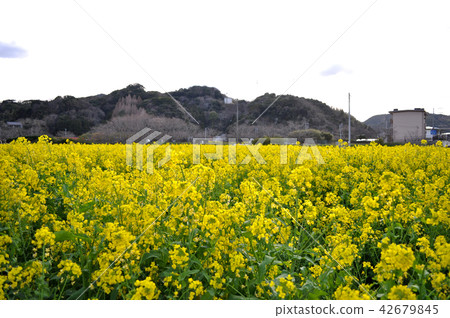 Picture of a rape field in Hino, Minamiizu-cho 42679845