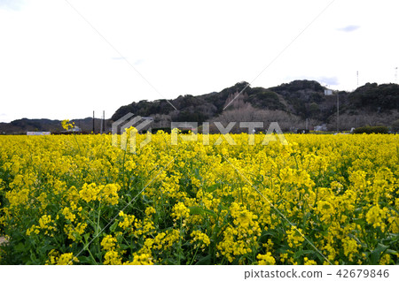 Picture of a rape field in Hino, Minamiizu-cho Picture of a rape field in Hino, Minamiizu-cho 42679846