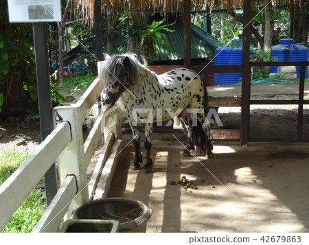 泰國清邁清邁動物園 42679863