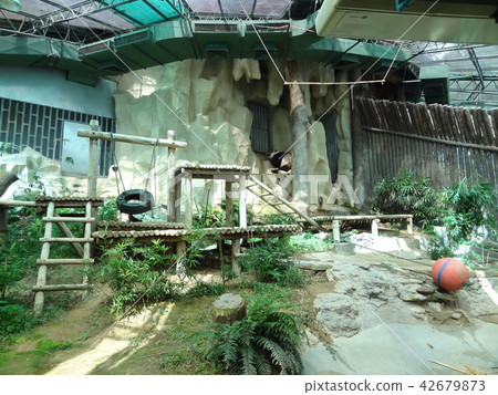 泰國清邁清邁動物園 42679873