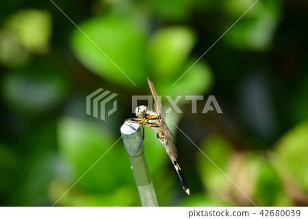Insect image material, female of Shiokaratombo, Yellowfin Tombo, Horizontal Insect image material, female of Shiokaratombo, Yellowfin Tombo, Horizontal 42680039
