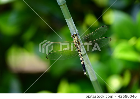 Insect image material, Shiocharatonbo female, Mugiwararatombo, back, tail appendage Insect image material, Shiocharatonbo female, Mugiwararatombo, back, tail appendage 42680040