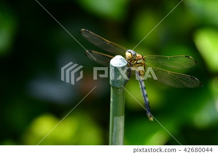 Insect image material, female of Shiokaratomorobo, Yellowfin Tombo 42680044