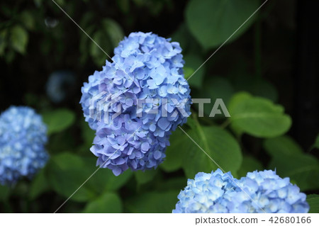 Hydrangea of Nakayamaji Okunoin 42680166