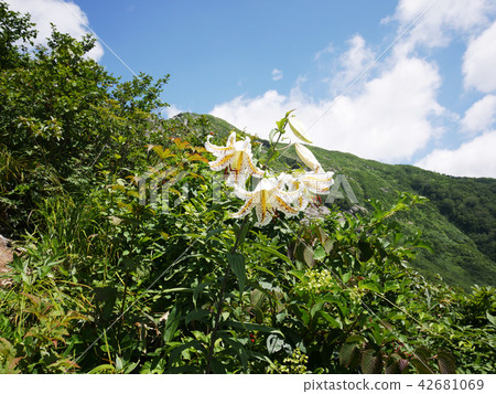 Yamana lily blooming in the vicinity of the head of Makino Tane in the middle of Mt. 42681069