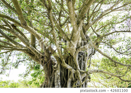The tree of the banyan tree where the spirit resides The tree of the banyan tree where the spirit resides 42681100