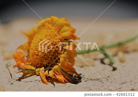 Withered flowers Withered flowers 42681312