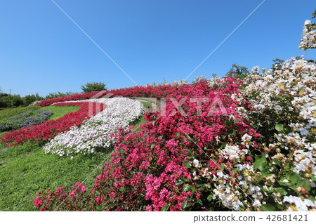 Masumi hillside park in the summer Masumi hillside park in the summer 42681421