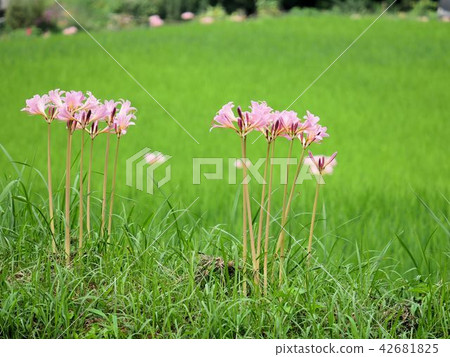 The nutsuisen (Lycoris squamigera) growing beside the rice field 42681825