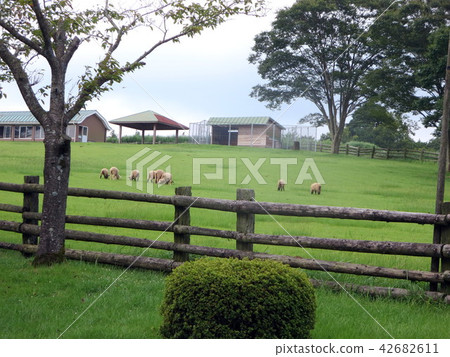 Kirishima Takamaruho ranch in the summer 42682611