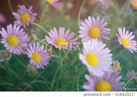 daisy closeup macro flower nature background daisy closeup macro flower nature background 42682821